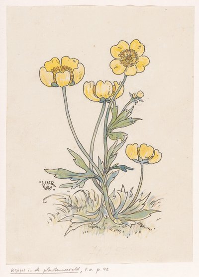 Buttercups by Ludwig Willem Reymert Wenckebach