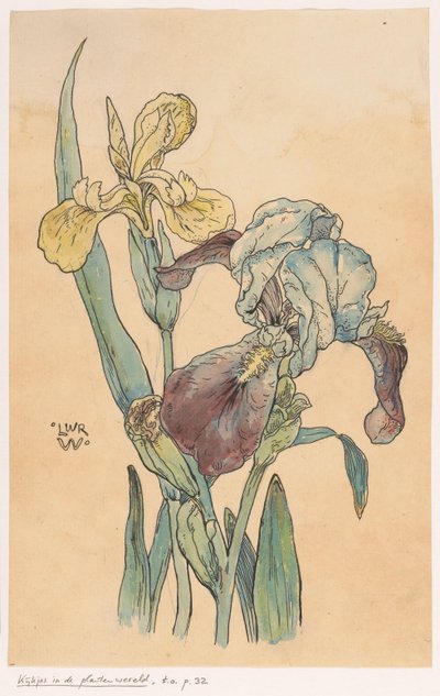 Iris by Ludwig Willem Reymert Wenckebach