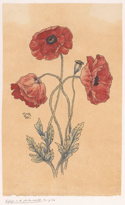 Poppies by Ludwig Willem Reymert Wenckebach