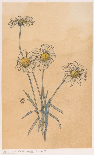 White Daisies by Ludwig Willem Reymert Wenckebach
