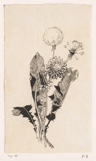 Dandelion by Willem Wenckebach