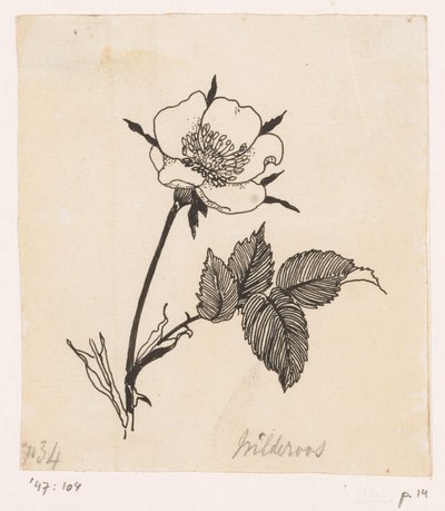 Wild Rose by Willem Wenckebach