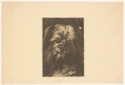 Dog Phoebus by Willem Arnoldus Witsen