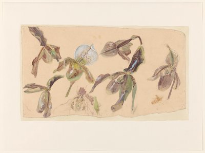 Seven Studies of Orchids by Willem van Konijnenburg