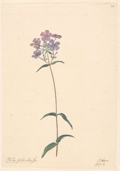 Branch of a Phlox by Willem van Leen (attributed to)