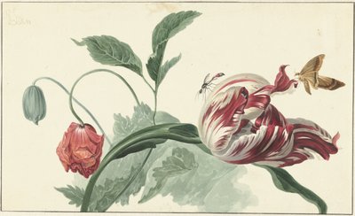 Tulip and a Poppy by Willem van Leen (attributed to)