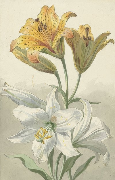 Yellow and White Lilies. Around 1780 by Willem van Leen