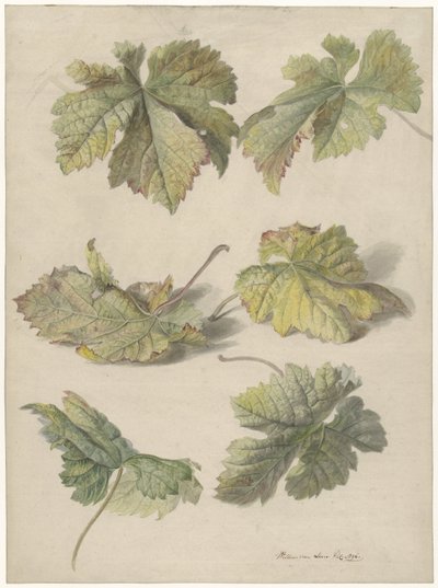 Studies of Vine Leaves by Willem van Leen