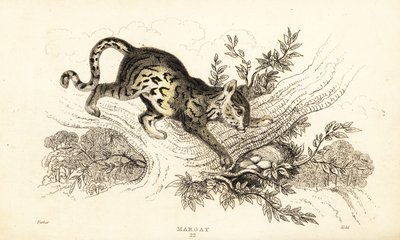 Margay, Leopardus wiedii (engraving) by William Alexander Forbes