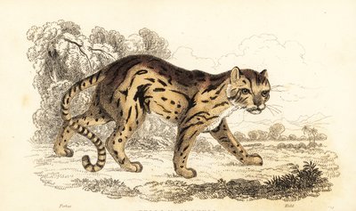 Margay, Leopardus Wiedii, 1834 (engraving) by William Alexander Forbes