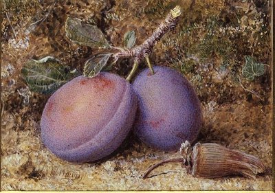 Plums and a Cob Nut by William B. Hough