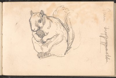 Sketch of a Squirrel by William Barnes Wollen