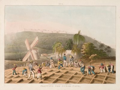 Planting the sugar cane by William Clark