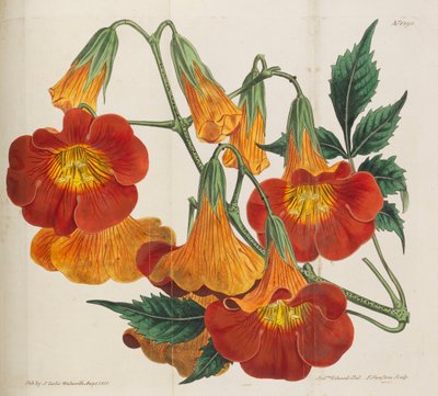 Botanical Magazine by William Curtis