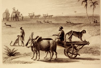 The Hunting Cheetahs by William Daniell