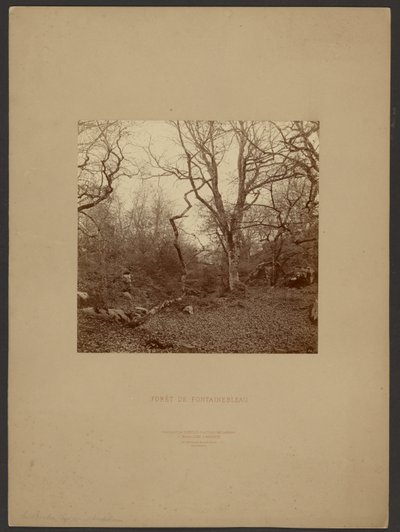 Forest of Fontainebleau by William Drooke Harrison
