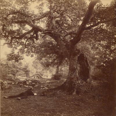 Forest of Fontainebleau by William Drooke Harrison