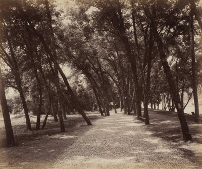 Picnic Grounds by William H. Rau