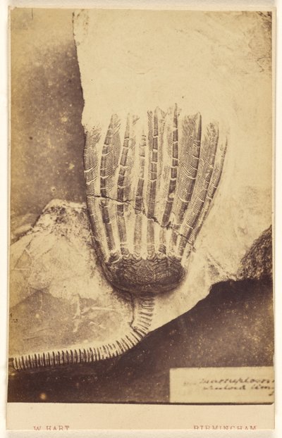 Fossil of a Crinoid by William Hart