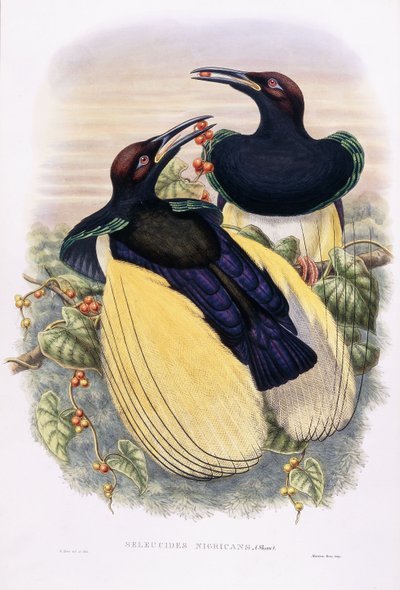 Seleucides Nigricans by William Hart