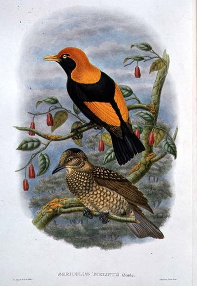 Sericulus Melinus by William Hart