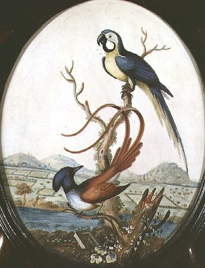 Lyrebird and Jay by William Hayes
