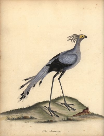 Secretarybird, Sagittarius Serpentarius. Handcoloured Copperplate Engraving of an Illustration by William Hayes from Portraits of Rare and Curious Birds from the Menagery of Osterly Park by William Hayes