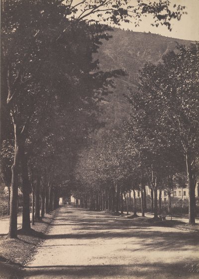 Allée of Trees, Pau by William Henri Gebhard