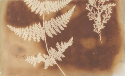 1. Felce. 2. Alga by William Henry Fox Talbot
