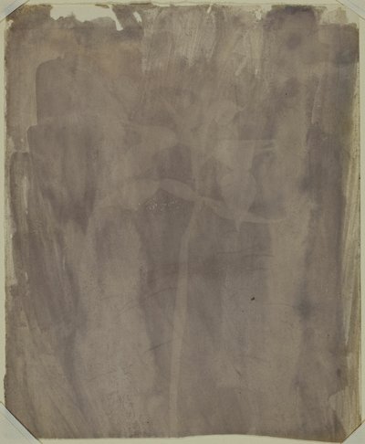 Botanical Specimen by William Henry Fox Talbot