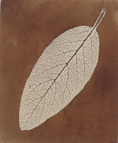 Leaf Study by William Henry Fox Talbot