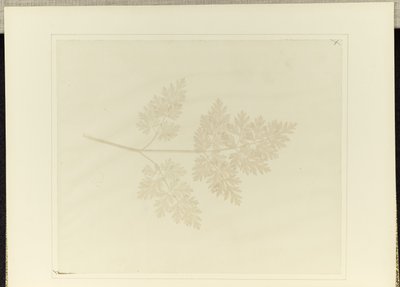 Leaf of a Plant by William Henry Fox Talbot
