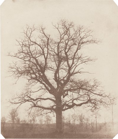 Oak Tree by William Henry Fox Talbot