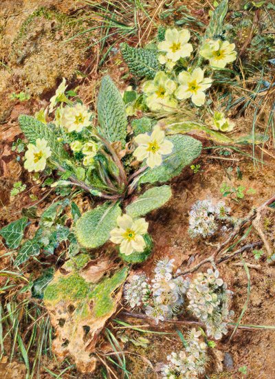 Bank of Primroses and Blackthorn by William Henry Hunt