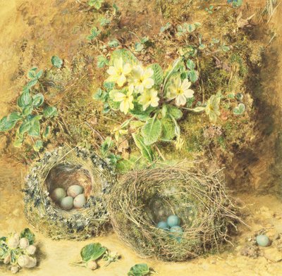 Primroses and Birds