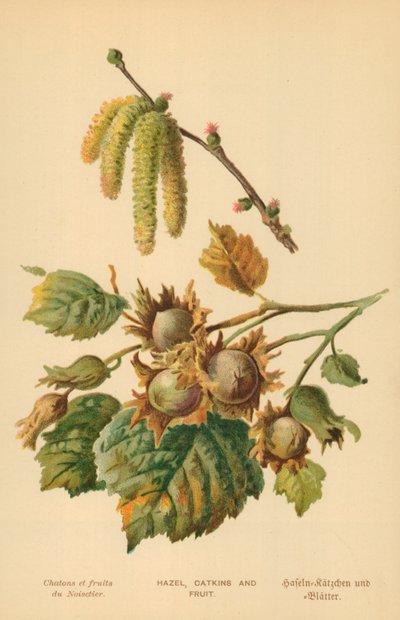 Hazel, Catkins and Fruit by William Henry James Boot