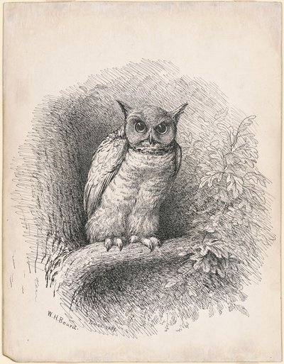 Owl by William Holbrook Beard