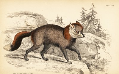 American cross-fox, Vulpes vulpes by William Home Lizars