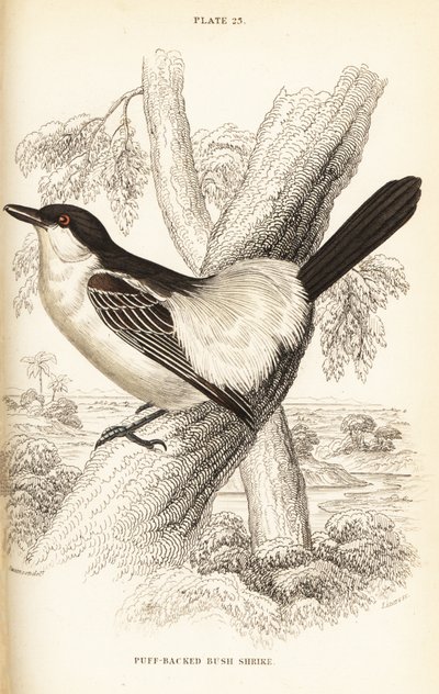 Black-backed Puffback, Dryoscopus cubla by William Home Lizars