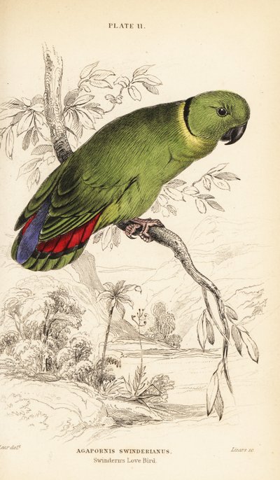Black-collared Lovebird, Agapornis swindernianus by William Home Lizars