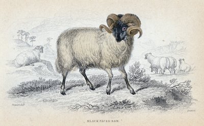 Black Faced Ram, mid-19th Century by William Home Lizars