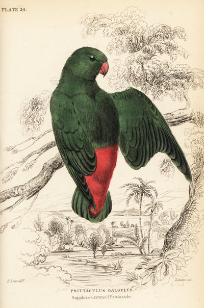Blue-crowned hanging-parrot, Loriculus galgulus by William Home Lizars