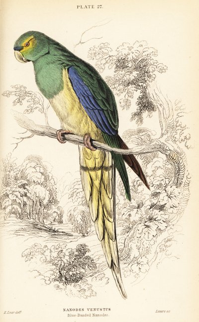 Blue-winged Parrot, Neophema Chrysostoma by William Home Lizars