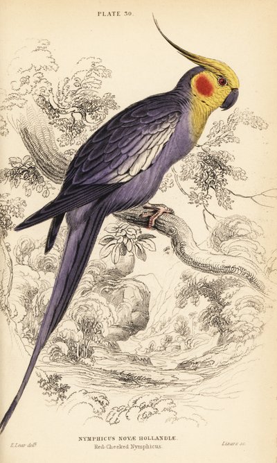 Cockatiel, Nymphicus hollandicus by William Home Lizars