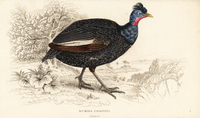 Crested guineafowl by William Home Lizars
