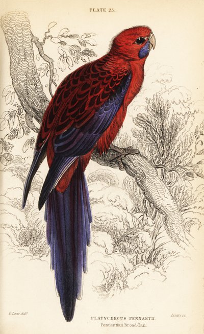 Crimson rosella, Platycercus elegans by William Home Lizars