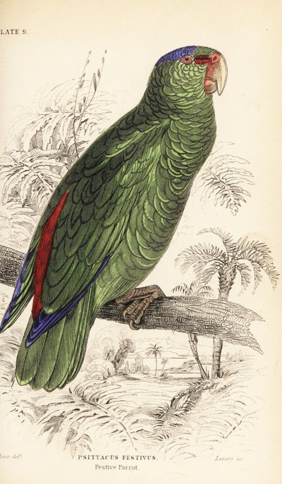 Festive amazon, Amazona festiva by William Home Lizars