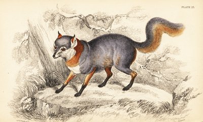 Gray Fox, Urocyon cinereoargenteus by William Home Lizars