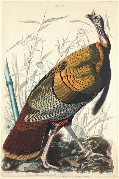 Great American Cock by William Home Lizars