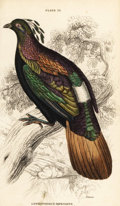 Himalayan Monal, Male, Lophophorus impejanus by William Home Lizars